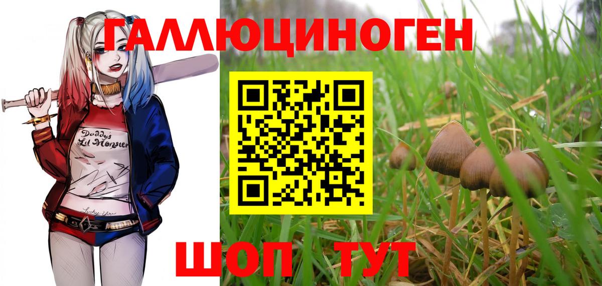 Псилоцибиновые грибы Psilocybine cubensis Кашира